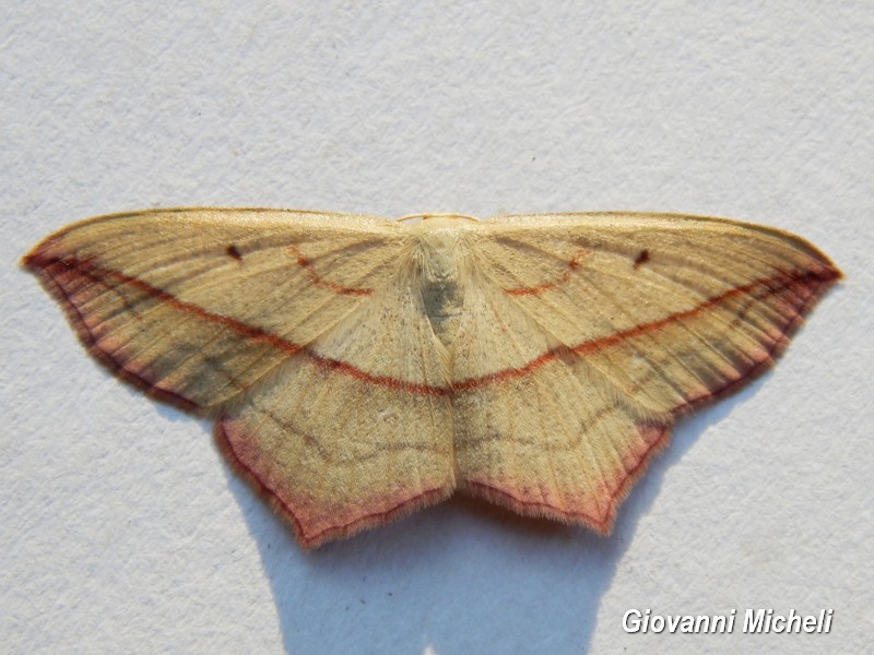Timandra comae